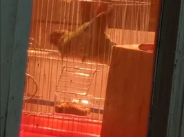 Are they mating?