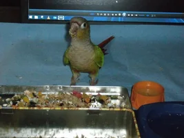 What Flavour Is Your Parrots Beak ? - Photos