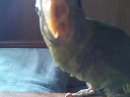 Help!! i don't know which kind of parrot do i have