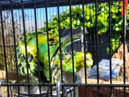 Wet birdies!