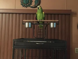 I joined a little while back, but only have couple post I’m from Miramar Florida I have a blue front amazon he’s 28 years old now.