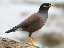 Bird Identification Game!