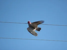 A Few More wild Galahs