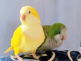 Laura's Flock Thread