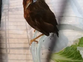 How many birds in parrot forums ?