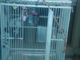 Umbrella cockatoo cage
