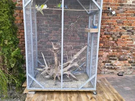 Live Budgerigars & Cockatiels – Come Watch My Birds!