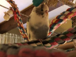 Happy Belated Hatchday, Pepper-Depper!