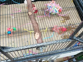 Cage setups