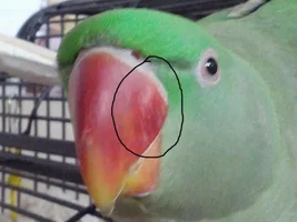 bump on the side of the beak