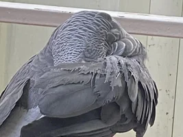 Clipping wings