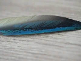 Most common feather issues // Stress bars VS discolouration