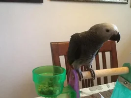 New baby CAG! Question introducing other bird