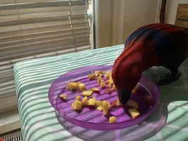 Dear Birdie friends…….. From Ruby