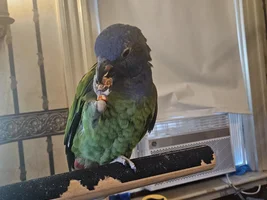 Alfie the Pionus