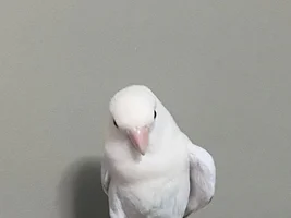 Drooping and Swollen Lovebird Wing