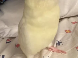 Some pictures of my bird!!