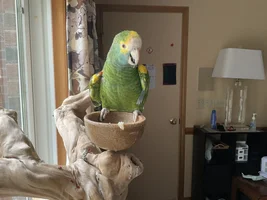 Might Be Adopting an Older Amazon
