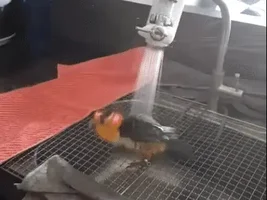 Solution for a foraging platform?