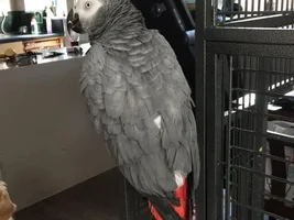 Chicco's Plumage