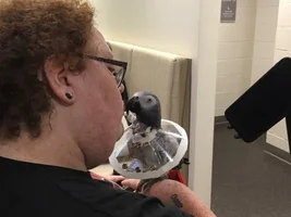 Barbering his feathers again...