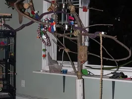 Luigi, Beausoleil, and Alex's new playgym