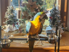 Nippy Macaw