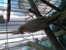 Meet Cooks