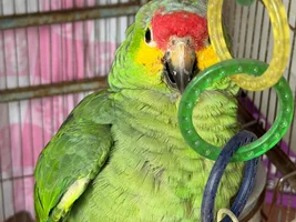 New Amazon Owner - Is my bird wild caught?