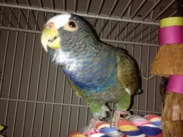 Pretty feathers ... *pics*