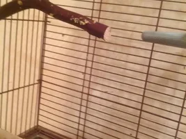 Cage cleaning ?