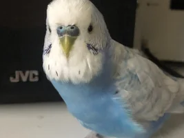 Help! My male budgie's cere has gotten dark, is this normal?