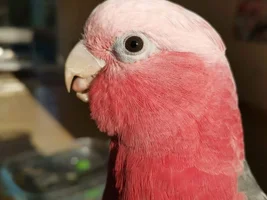 New Flock Member for a Galah Cockatoo, Advice Please?