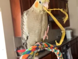 Lost cockatiel bird telfair subdivision sugar land Tx