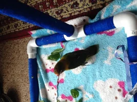 Need help with baby lovebirds