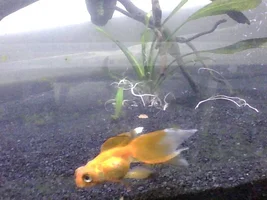 Finn the Severely Disabled Goldfish