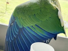 Gorgeous feathers