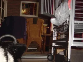 Basil and Oscar