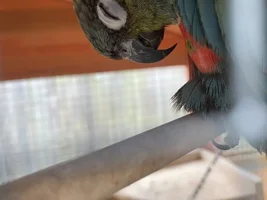 Wet bird or sleepy bird?