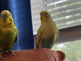 New to the bird world