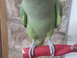 My IRN has stopped talking, and screams whenever he can.