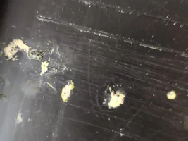 Please help, my budgie droppings are dark green mostly and watery.