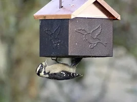 Christmas Bird Count