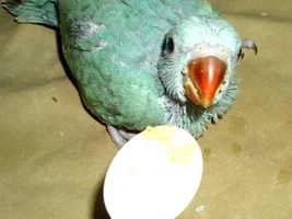 Peanut