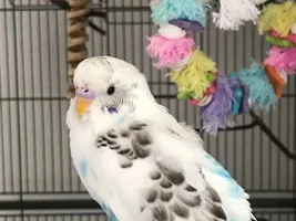 Need help to confirm the gender of my parakeets