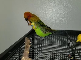 Can conure get along with different bird breed  ?