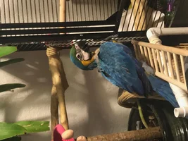 Baby Blue& Gold Update - 3 months