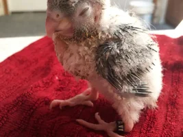 Baby pictures!