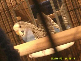 Anyone else's bird make a "thhhhpt" sound when preening you?