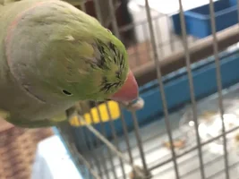 Is my Indian Ringneck sick? His head feathers look damaged